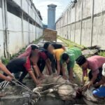 Rayakan Idul adha, Lapas Labuhan Ruku Laksanakan Pemotongan Hewan Kurban.