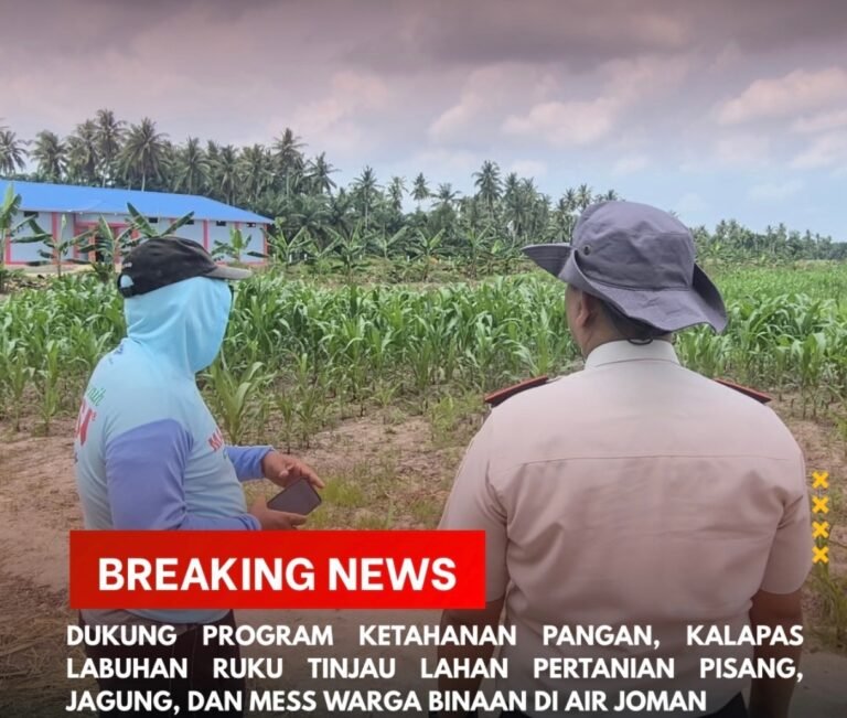 Kalapas Labuhan Ruku Tinjau Lahan Pisang dan Jagung di Air Joman, Perkuat Program Ketahanan Pangan