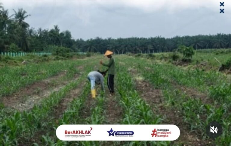 Perkuat Ketahanan Pangan, Lapas Labuhan Ruku Lakukan Penyisipan Tanaman Jagung