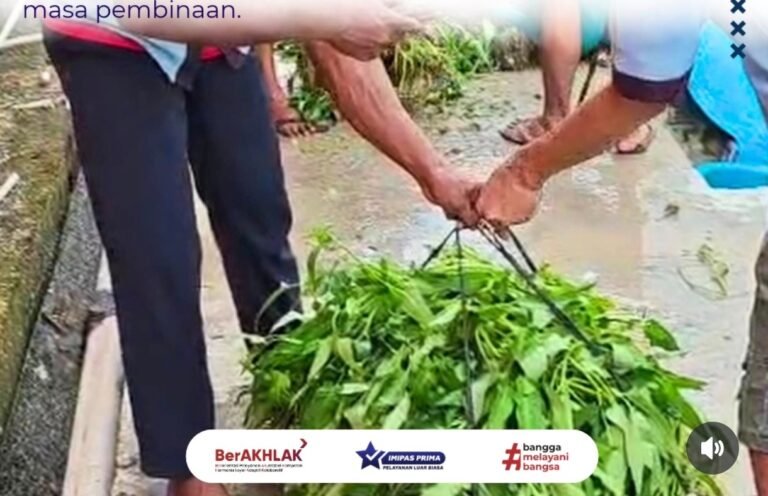 Panen Kangkung di Lapas Labuhan Ruku, Warga Binaan Ikut Berkontribusi Dukung Ketahanan Pangan